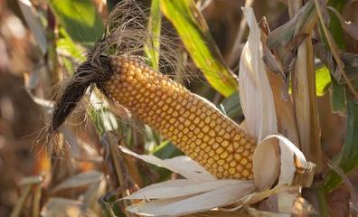 为什么现在有人会到农村收玉米芯?玉米芯有什么用?