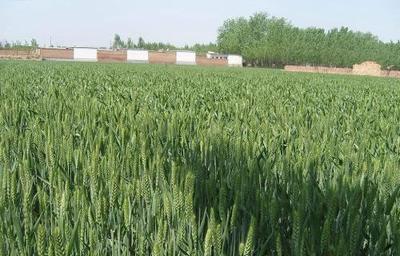 鲁西南地区适合种植哪些经济作物,可以提高传统农作物产量?