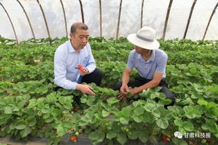 为了让兰州的瓜果更香甜 记兰州市红古区经济作物技术推广站高级农艺师张思成