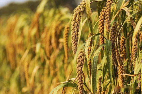 走村看脱贫丨谷子种植产业化 乡村振兴新引擎