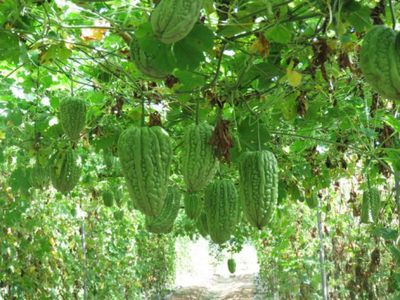 广东省经济作物种植专业镇--茂名市电白区林头镇