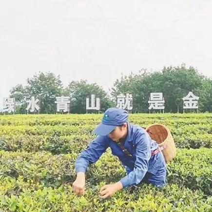 冷冷到到发发抖抖 不怕,海垦的经济作物已经被 呵护