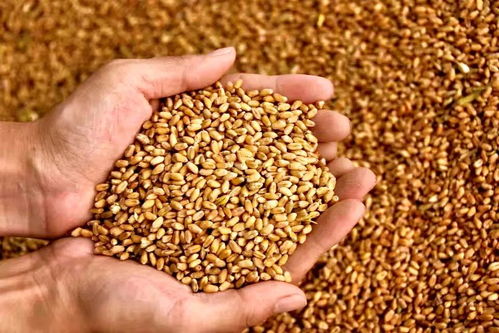 抢收忙,喜归仓 武清迎来别样丰收年 工作