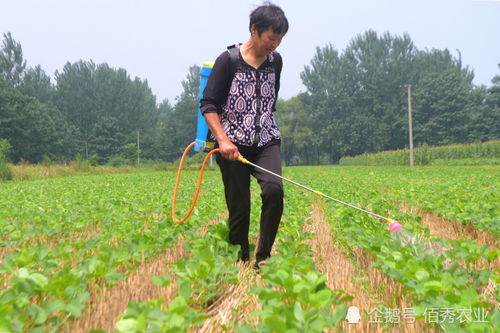 2020年粮食热门话题 作为产粮大国,为啥还要依赖进口