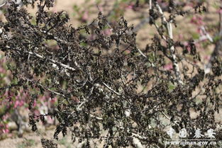 省民政厅王伟一行来秦安县检查指导霜冻灾害及救灾工作