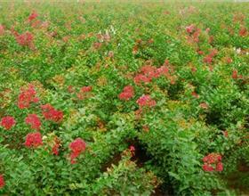 河南省潢川县黑土花木种植专业合作社
