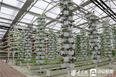 这就是山东|鲁力助农 汶上县副县长为这些“矿泉水蔬菜”点赞