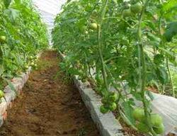 想入订单农业的坑,看完这些再做决定!