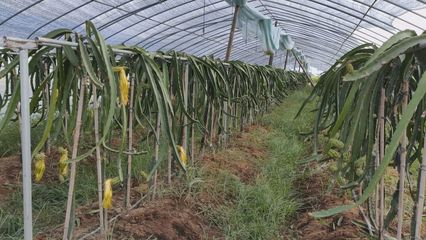 种养结合发展生态农业,这个合作社拓宽贫困户增收渠道