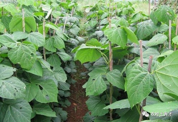 它也叫地瓜,是水果也能做菜,曾是重要经济作物,如今被边缘化了