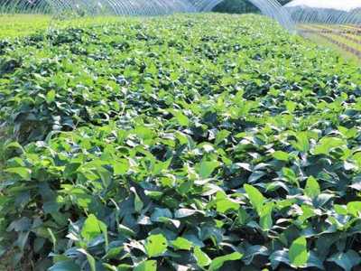 土地可以种什么致富品