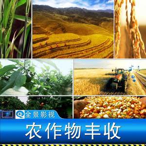 【经济作物图片】经济作物图片大全