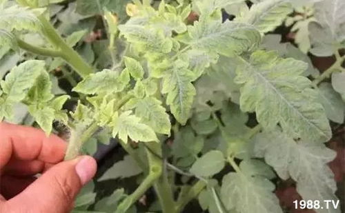 病毒病,经济作物的灾难 专利病毒病产品 科学管理,彻底解决植物 癌症