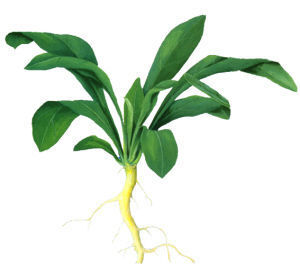 板蓝根种子中药材种子板蓝根蓝靛根优质药材籽经济作物供应批发