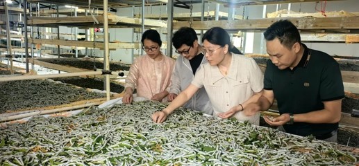 棚中花木竞芬芳——襄阳农业新质生产力中的花木种植新篇章