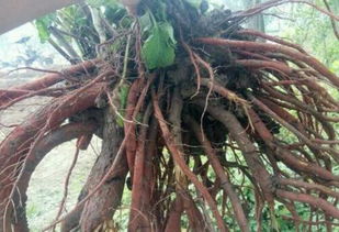 近年来农村高利润种植项目展望 特色果蔬、经济作物与花木种植