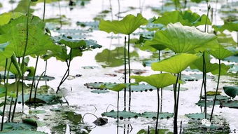 青浦示范村改造 修旧如旧与绿色农业的融合创新