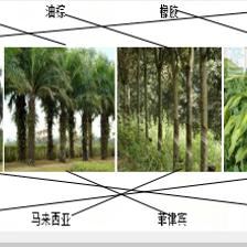 热带经济作物识别及其最大产地连线