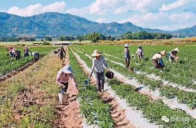 中国主要经济作物及其销售市场