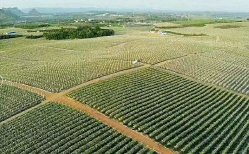 香蕉共和国的本质及其农作物与经济作物