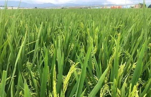 磷酸二氢钾的科学施用 精准把握时机，实现作物增产提质