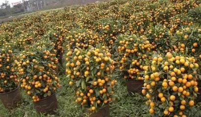 陈村年桔获国家农产品地理标志认证 传统农作与现代经济的双赢典范