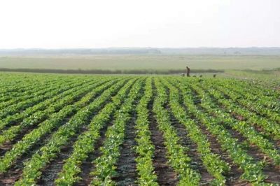 白音锡勒牧场 有机种植与节水灌溉推动现代农业发展