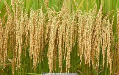 标准化引领绿色发展——江西瑞赛可生态科技花木种植标准层解析