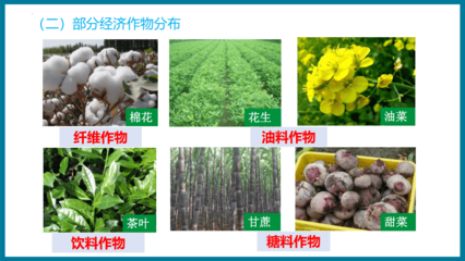 农业分布 农作物与经济作物的地理格局