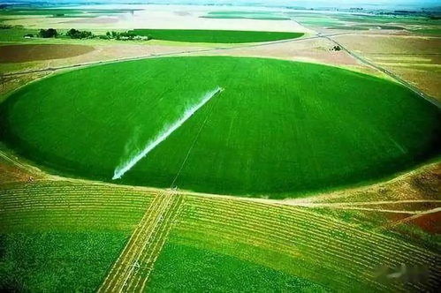 以色列农业革新 花木种植的智慧与成就