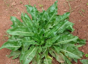 2017年种什么好赚钱？这16种经济作物值得考虑