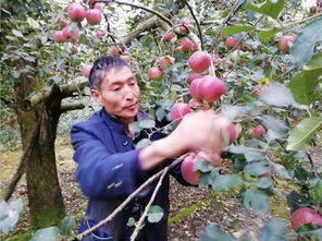 林下套种拓空间，经济作物入百万——花木种植的创新实践