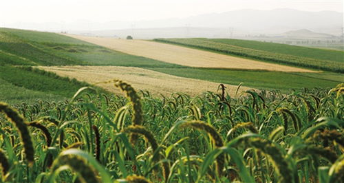 包头市固阳县 九项措施开新局 美丽乡村入画来 花木种植谱新篇