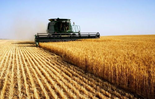 中国若停止粮食进口 挑战与应对策略