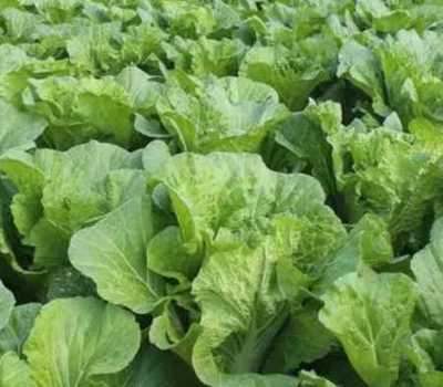 白菜 既是重要农作物，也属经济作物范畴