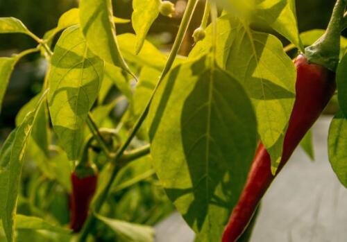 优化农业种植结构，推动产业升级——土流网视角下的农作物与经济作物协调发展