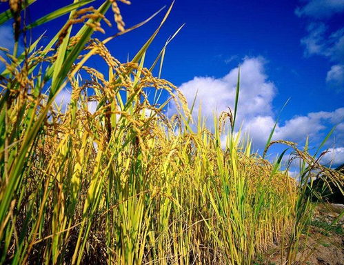 实现作物产量与环境双赢的氮肥施用策略