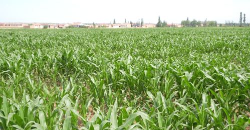 用好金钥匙，打开农民致富门——花木种植的机遇与实践