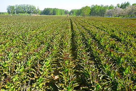 金色秋麦田 小麦收获季节的经济与生态意义