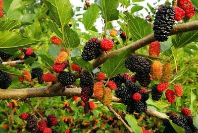 《黄冈日报》头版报道:黄梅能人回乡搅动创业热潮