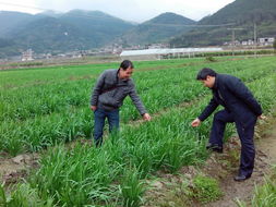 科技赋能绿色农业 市农技部门深入玉州区指导蔬菜标准园与花木种植建设