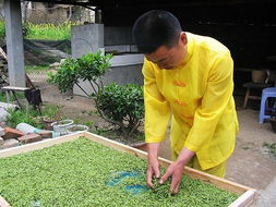 特种经济作物 现代农业的璀璨明珠