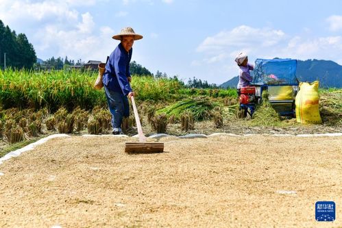 田垄上的守望者 牛哥与他的乡村老品种守护记