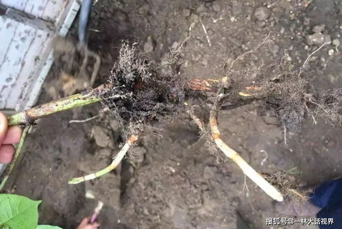 从入侵物种到经济作物 虎杖的跨洋身份之谜