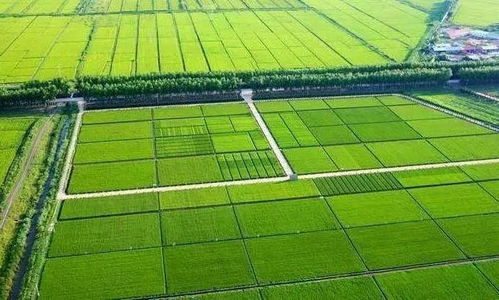 租地贵粮价低，承包大户如何破局盈利？——农作物与经济作物的突围之道