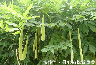 皂荚树 从“辉煌”到“嫌弃”，再到“王者归来”的绿色奇迹