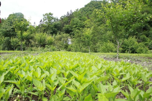脆李飘香长兴村，特色产业铺就致富路