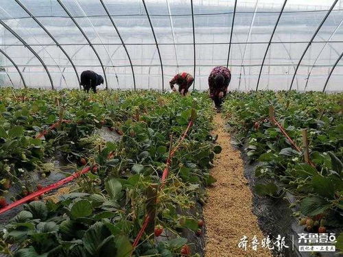 寒潮对济南农业生产的影响 大田作物迎利好，销售策略需跟进