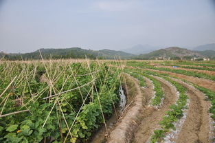 灌阳 经济作物发展势头强劲，特色产业点亮乡村振兴路