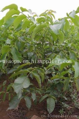 辽核4号 优质核桃品种在农业经济作物市场的推广与销售策略